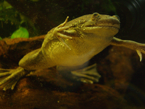 African Clawed Frog